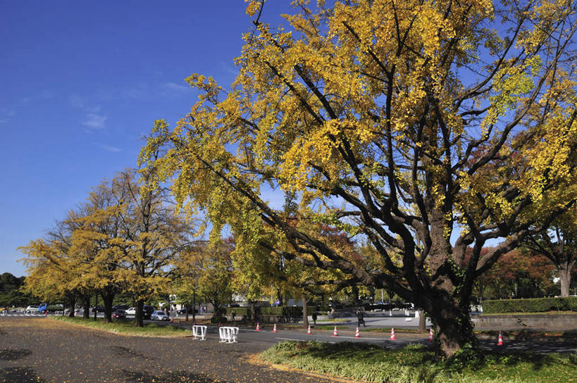 无人,栏杆,横图,室外,白天,正面,度假,草地,草坪,美景,植物,城市风光,城市,道路,路,公路,汽车,椅子,东京,阴影,光线,影子,长椅,木椅,景观,云,云朵,围栏,交通,云彩,娱乐,护栏,车,草,树,树木,蓝色,绿色,白云,蓝天,天空,阳光,自然,交通工具,轿车,天,享受,休闲,景色,放松,生长,成长,载具,本州,关东地方,本州岛,东京都,马路,彩图