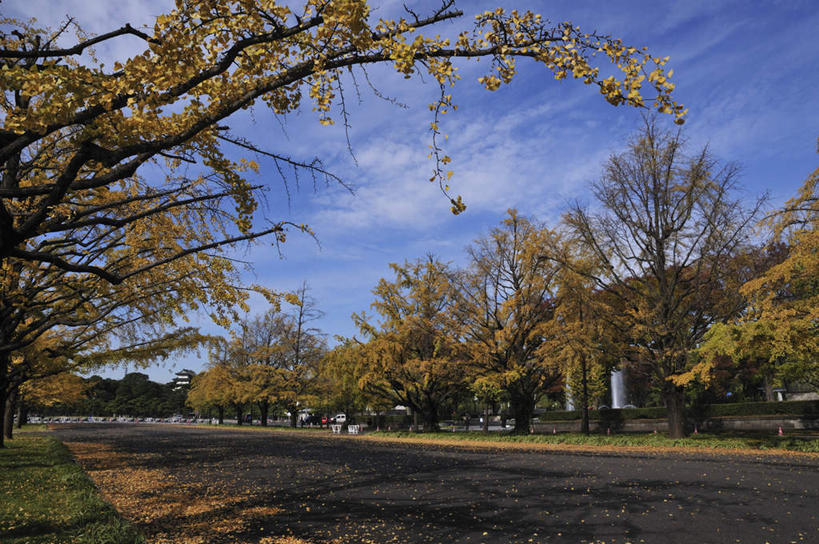 无人,栏杆,横图,室外,白天,正面,度假,草地,草坪,美景,植物,城市风光,城市,道路,路,东京,日本,亚洲,阴影,光线,影子,栅栏,景观,篱笆,云,云朵,围栏,小路,交通,云彩,娱乐,护栏,草,树,树木,蓝色,绿色,白云,蓝天,天空,阳光,自然,天,享受,休闲,景色,放松,乡间小路,生长,成长,东亚,本州,关东地方,本州岛,日本国,东京都,彩图