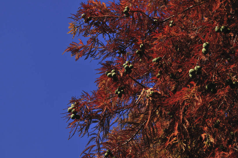 无人,横图,室外,白天,仰视,度假,美景,植物,城市风光,城市,叶子,东京,景观,绿叶,娱乐,树,树木,红色,蓝色,绿色,蓝天,天空,自然,天,享受,休闲,嫩叶,景色,放松,生长,晴朗,成长,本州,万里无云,关东地方,本州岛,东京都,叶,叶片,晴空,晴空万里,彩图,低角度拍摄