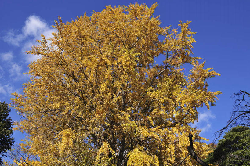 无人,横图,室外,白天,仰视,旅游,度假,草地,草坪,美景,植物,东京,日本,亚洲,阴影,光线,影子,景观,云,云朵,云彩,娱乐,草,树,树木,黄色,蓝色,绿色,白云,蓝天,天空,阳光,自然,天,享受,休闲,景色,放松,生长,成长,自然风光,东亚,本州,关东地方,本州岛,日本国,东京都,彩图,低角度拍摄