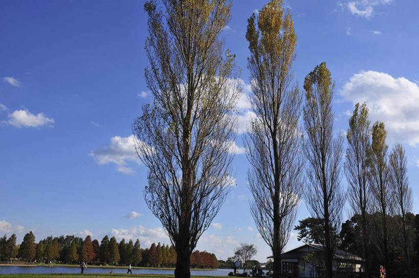 无人,栏杆,横图,室外,白天,仰视,旅游,度假,草地,草坪,河流,美景,水,植物,东京,日本,亚洲,阴影,波纹,光线,影子,河水,景观,水流,云,云朵,围栏,云彩,娱乐,护栏,草,树,树木,蓝色,绿色,白云,蓝天,水纹,天空,阳光,自然,波浪,天,享受,休闲,景色,放松,生长,成长,自然风光,东亚,本州,关东地方,本州岛,日本国,东京都,彩图,低角度拍摄