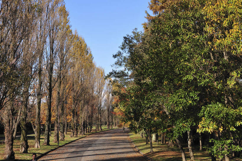 无人,横图,室外,白天,正面,旅游,度假,草地,草坪,美景,植物,道路,路,东京,日本,亚洲,一排,阴影,整齐,光线,影子,景观,云,云朵,小路,交通,云彩,娱乐,草,树,树木,排列,蓝色,绿色,白云,蓝天,天空,阳光,自然,天,享受,休闲,景色,放松,乡间小路,生长,成长,队列,自然风光,东亚,本州,关东地方,本州岛,日本国,东京都,彩图