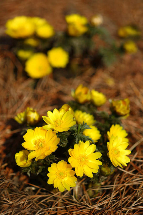 无人,竖图,室外,特写,白天,正面,旅游,度假,幸福,美景,植物,许多,枯萎,朦胧,模糊,盛开,景观,枯草,花蕾,娱乐,草,花,花瓣,花朵,鲜花,黄色,自然,花苞,花蕊,享受,休闲,景色,放松,吉祥,自然风光,如意,冰里花,冰凉花,冰了花,冰凌花,冰溜花,侧金盏花,金盅花,彩图