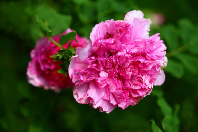 无人,横图,俯视,室外,特写,白天,花海,花圃,美景,植物,叶子,阴影,朦胧,模糊,盛开,光线,影子,景观,绿叶,花蕾,花,花瓣,花朵,花卉,鲜花,粉色,绿色,阳光,自然,花丛,花束,花田,花苞,花蕊,嫩叶,景色,自然风光,叶,叶片,彩图,高角度拍摄,茨梨,刺梨,木梨子