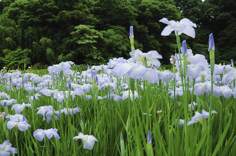 无人,横图,室外,白天,正面,爱情,旅游,度假,友谊,花海,花圃,美景,树林,植物,叶子,日本,亚洲,阴影,盛开,光线,影子,景观,鸢尾花,千叶县,花蕾,娱乐,花,花瓣,花朵,花卉,鲜花,树,树木,绿色,阳光,自然,花丛,花束,花田,花苞,花蕊,享受,休闲,景色,放松,生长,成长,鸢尾,自然风光,东亚,本州,关东地方,本州岛,日本国,紫蝴蝶,蓝蝴蝶,扁竹花,千叶,彩图,爱丽丝,爱丽丝花