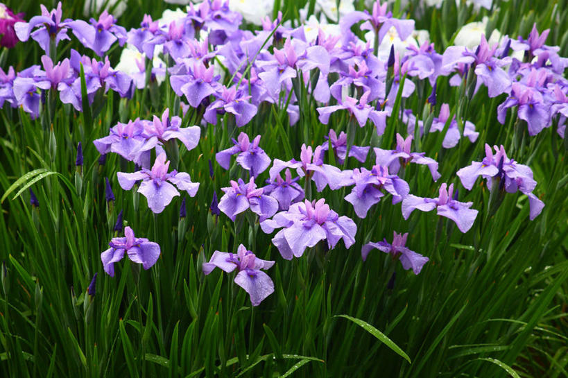 无人,横图,俯视,室外,特写,白天,爱情,友谊,花海,花圃,美景,植物,叶子,东京,日本,亚洲,许多,阴影,朦胧,模糊,盛开,光线,影子,景观,鸢尾花,花蕾,花,花瓣,花朵,花卉,鲜花,绿色,紫色,阳光,自然,花丛,花束,花田,花苞,花蕊,景色,千代田区,鸢尾,自然风光,东亚,本州,关东地方,本州岛,日本国,东京都,紫蝴蝶,蓝蝴蝶,扁竹花,彩图,高角度拍摄,爱丽丝,爱丽丝花