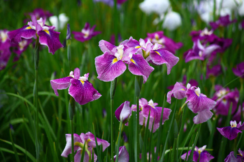 无人,横图,室外,特写,白天,正面,爱情,友谊,花海,花圃,美景,植物,叶子,东京,日本,亚洲,许多,阴影,朦胧,模糊,盛开,光线,影子,景观,鸢尾花,花蕾,花,花瓣,花朵,花卉,鲜花,绿色,紫色,白色,阳光,自然,花丛,花束,花田,花苞,花蕊,景色,千代田区,鸢尾,自然风光,东亚,本州,关东地方,本州岛,日本国,东京都,紫蝴蝶,蓝蝴蝶,扁竹花,彩图,爱丽丝,爱丽丝花