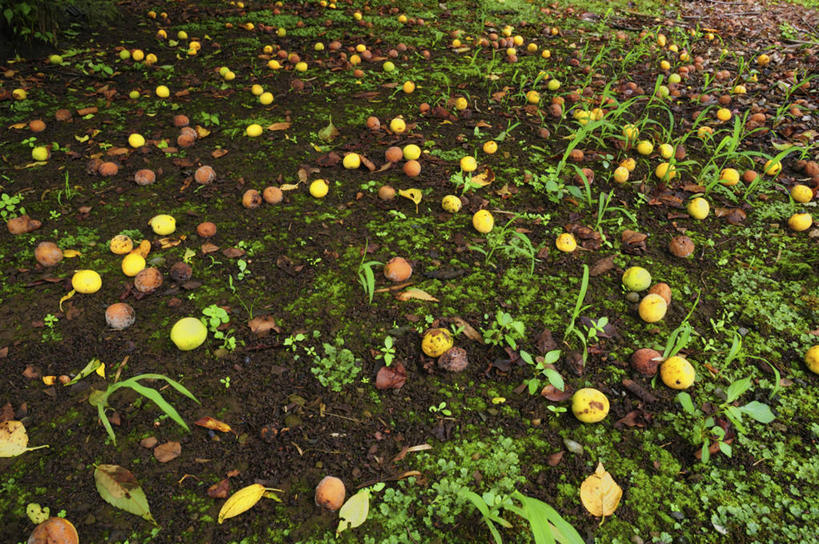 无人,横图,俯视,室外,白天,草地,草坪,美景,植物,杏,水果,日本,亚洲,许多,阴影,朦胧,模糊,新鲜,光线,影子,景观,泥土,土壤,生食,食品,果实,千叶县,草,食物,排列,绿色,阳光,自然,景色,有机食品,绿色食品,自然风光,东亚,杏果,本州,关东地方,本州岛,日本国,千叶,摆列,杏子,彩图,高角度拍摄,布列,分列
