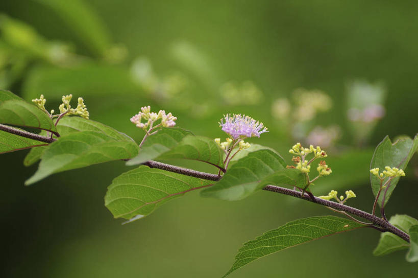 无人,横图,室外,特写,白天,正面,美景,日本,亚洲,许多,阴影,朦胧,模糊,盛开,光线,影子,景观,花蕾,花,花瓣,花朵,鲜花,排列,阳光,自然,花苞,花蕊,景色,队列,自然风光,东亚,日本国,白棠子树,紫珠,彩图