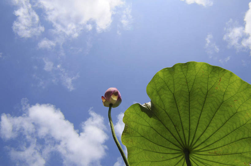 无人,横图,室外,特写,白天,仰视,纯洁,美景,莲花,叶子,日本,亚洲,阴影,盛开,光线,影子,景观,云,云朵,绿叶,千叶县,花蕾,云彩,花,花瓣,花朵,鲜花,一朵,蓝色,白云,蓝天,天空,阳光,自然,天,花苞,花蕊,嫩叶,景色,晴朗,富贵,神圣,自然风光,东亚,纯净,本州,关东地方,本州岛,日本国,千叶,六月花神,正直,鞭蕖,鞭蓉,芙蕖,菡萏,荷花,六月春,藕花,水旦,水芙蓉,水华,水芸,溪客,叶,叶片,晴空,彩图,低角度拍摄