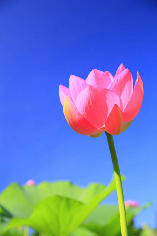 无人,竖图,室外,特写,白天,仰视,纯洁,美景,植物,莲花,叶子,阴影,朦胧,模糊,盛开,光线,纹理,影子,景观,绿叶,移动,花蕾,花,花瓣,花朵,鲜花,粉色,蓝色,绿色,蓝天,天空,阳光,自然,天,花苞,花蕊,嫩叶,景色,晴朗,富贵,神圣,自然风光,纯净,万里无云,肌理,六月花神,正直,鞭蕖,鞭蓉,芙蕖,菡萏,荷花,六月春,藕花,水旦,水芙蓉,水华,水芸,溪客,叶,叶片,叶脉,晴空,晴空万里,彩图,低角度拍摄
