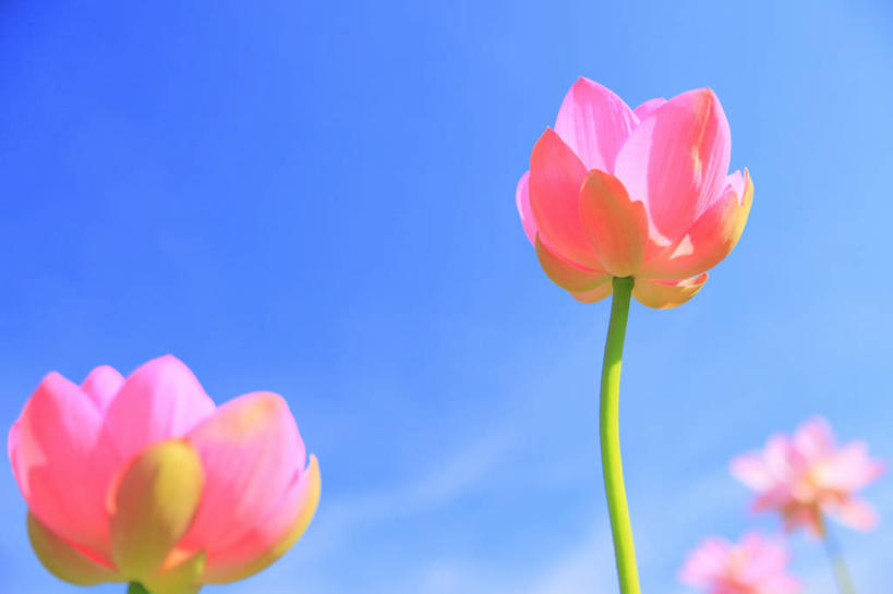 无人,横图,室外,特写,白天,仰视,纯洁,美景,莲花,四朵,阴影,朦胧,模糊,盛开,光线,影子,景观,云,云朵,花蕾,云彩,花,花瓣,花朵,鲜花,粉色,蓝色,白云,蓝天,天空,阳光,自然,天,花苞,花蕊,景色,晴朗,富贵,神圣,自然风光,纯净,六月花神,正直,鞭蕖,鞭蓉,芙蕖,菡萏,荷花,六月春,藕花,水旦,水芙蓉,水华,水芸,溪客,晴空,彩图,低角度拍摄