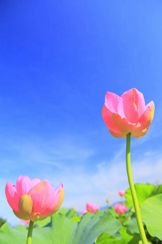 无人,竖图,室外,特写,白天,仰视,纯洁,花海,花圃,美景,植物,莲花,叶子,阴影,盛开,光线,影子,景观,云,云朵,花蕾,云彩,花,花瓣,花朵,花卉,鲜花,粉色,蓝色,绿色,白云,蓝天,天空,阳光,自然,花丛,花束,花田,天,花苞,花蕊,景色,晴朗,富贵,神圣,自然风光,纯净,六月花神,正直,鞭蕖,鞭蓉,芙蕖,菡萏,荷花,六月春,藕花,水旦,水芙蓉,水华,水芸,溪客,晴空,彩图,低角度拍摄