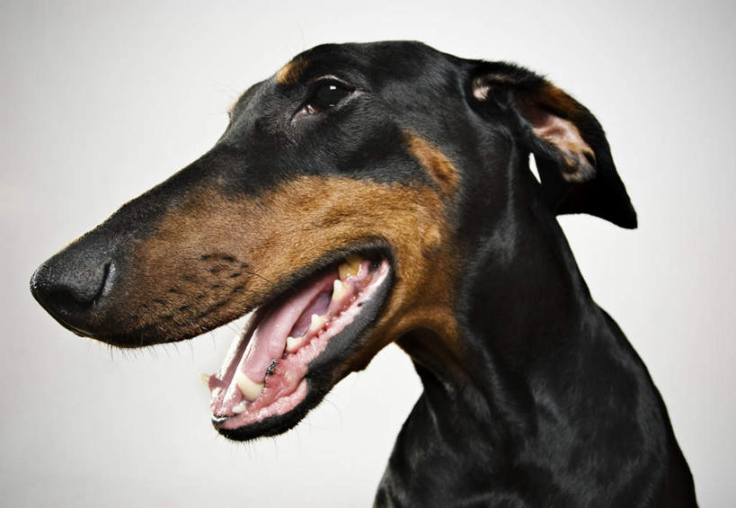 牙齿,无人,横图,室内,白天,正面,宠物,狗,一条,灰色背景,锐利,扭头,注视,吐舌头,黑色,动物,观察,看,伸舌头,张嘴,转头,吐舌,可爱,摄影,影棚,观看,察看,锋利,尖锐,关注,尖利,张大嘴巴,杜宾犬,忠诚,犀利,厉害,笃宾狗,笃宾犬,杜宾狗,齿,牙,牙龈,张开嘴,犬,半身,彩图,影棚拍摄,拍摄