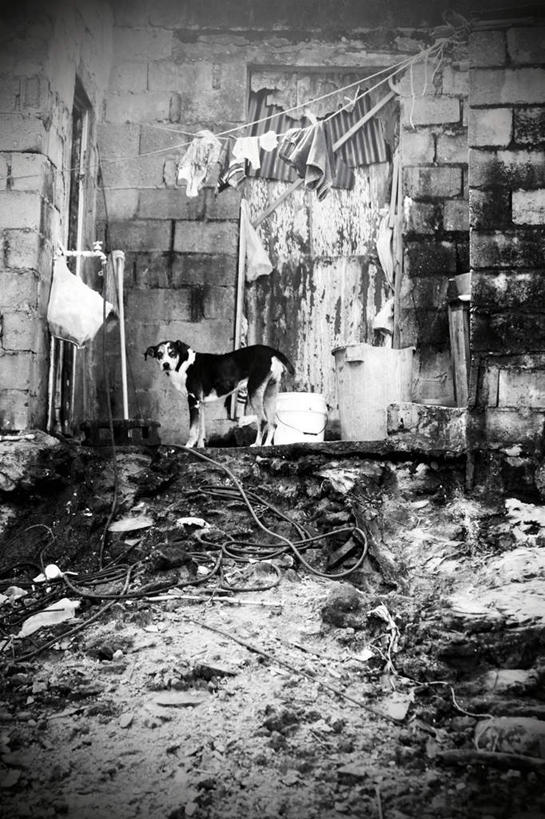 无人,竖图,黑白,室外,白天,正面,度假,石头,美景,城市风光,城市,建筑,宠物,狗,衣架,多米尼加,吊挂,悬挂,服装,破旧,陈旧,石子,瓦片,墙,景观,挂,瓦,破坏,娱乐,破损,墙壁,墙面,一只,衣服,动物,享受,休闲,景色,放松,可爱,建造,服饰,粉碎,损坏,北美,北美洲,衣着,穿着,毁坏,美洲,忠诚,屋瓦,北亚美利加洲,亚美利加洲,衣饰,多米尼加共和国,挂衣架,晾衣架,石块,岩石,犬,半身