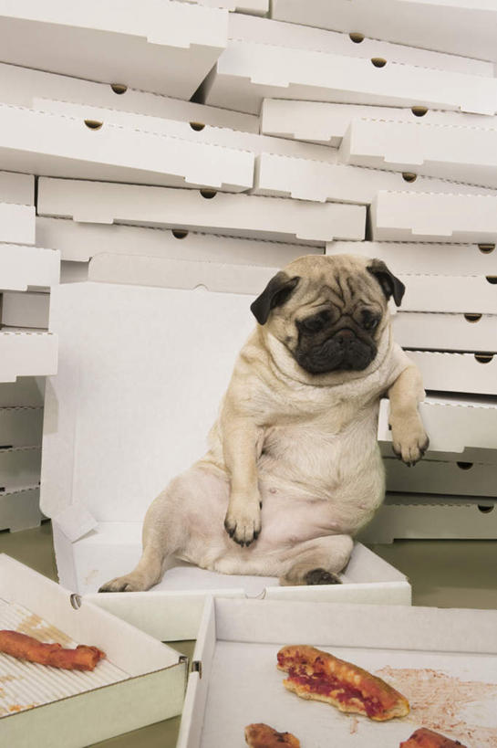 无人,坐,竖图,室内,白天,正面,烹饪,西餐,宠物,狗,一堆,阴影,堆叠,堆积,反射,影子,纸盒,料理,食品,披萨,注视,菜肴,美食,盒子,食物,一只,白色,动物,包装盒,快餐,观察,看,可爱,西式,佳肴,观看,堆,察看,卫生,比萨,关注,西式快餐,垃圾食品,纯真,忠诚,可怜,意大利薄饼,洁净,光明,恬静,中间色,朴素,清白,犬,坐着,彩图,全身