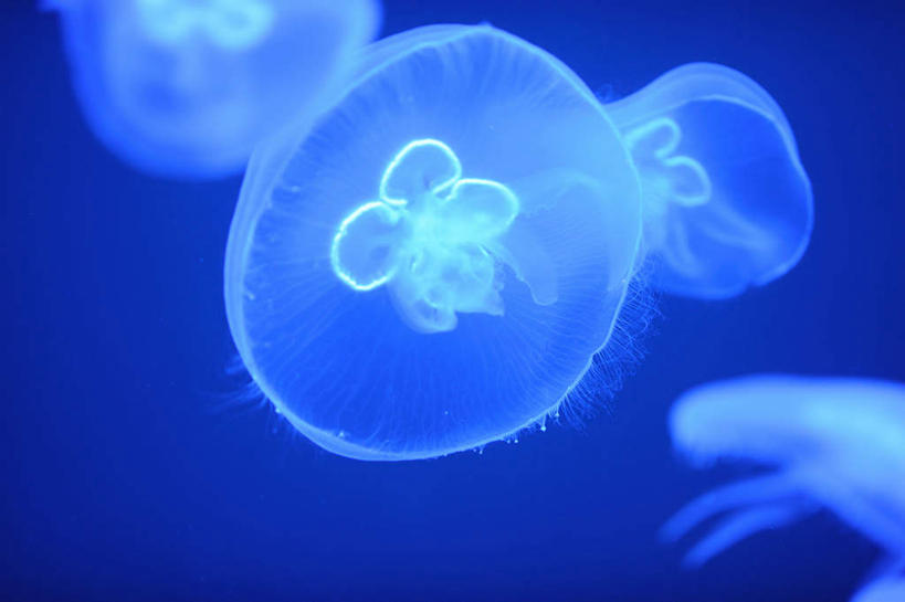 无人,横图,室内,白天,正面,海底,水下,许多,阴影,光线,影子,水底,灯光,很多,美丽,海洋生物,无脊椎动物,蓝色,白色,海底世界,水生动物,浮游动物,水生物,凶猛,海底动物,澳洲斑点水母,海床,水母,彩图,全身