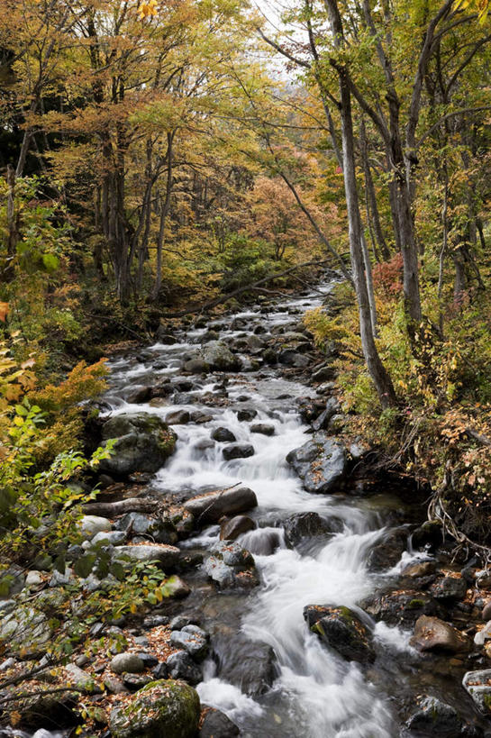 无人,竖图,室外,白天,正面,草地,河流,礁石,石头,美景,秋季,树林,水,植物,石子,河水,景观,水流,草,树,树木,绿色,小溪,自然,溪水,景色,生长,成长,自然风光,礁,石块,岩石,秋,秋天,彩图