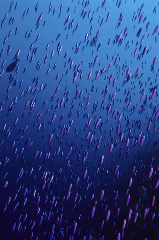 游泳,海鲜,无人,竖图,室外,白天,正面,旅游,度假,礁石,石头,美景,许多,鱼,石子,景观,娱乐,水产,鱼类,海洋生物,自然,享受,休闲,景色,放松,自然风光,水生动物,海产品,水生物,海底动物,泅水,拍浮,礁,石块,岩石,彩图,全身