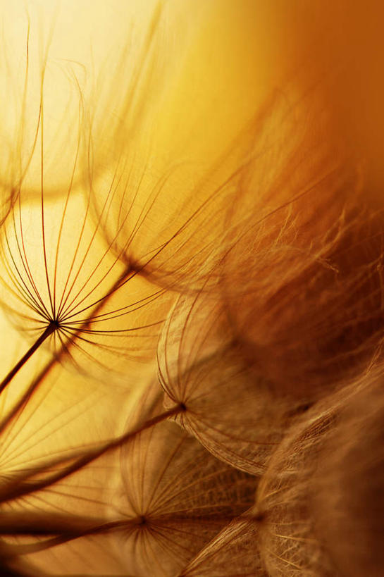 无人,竖图,室外,特写,白天,正面,爱情,日落,蒲公英,阴影,盛开,光线,影子,晚霞,霞光,落日,花蕾,花,花瓣,花朵,鲜花,黄色,阳光,黄昏,花苞,花蕊,彩霞,开朗,夕照,夕阳,蒲公草,尿床草,彩图,斜阳