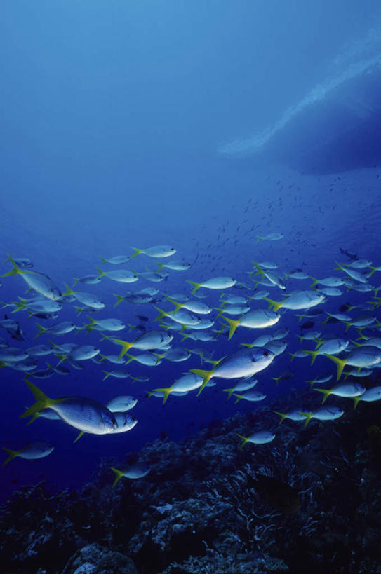 海鲜,无人,竖图,室外,白天,正面,海底,水下,海浪,海洋,许多,鱼,珊瑚,浪花,水底,珊瑚礁,水产,鱼类,海洋生物,海水,海底世界,水生动物,海产品,水生物,海景,海底动物,海底礁,大海,风浪,海,海床,海水的波动,礁,近岸浪,岩石,涌浪,彩图,全身