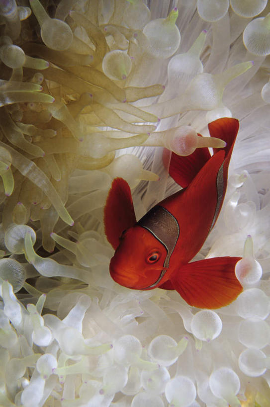 海鲜,无人,竖图,俯视,室外,白天,旅游,度假,美景,一条,鱼,珊瑚,景观,娱乐,珊瑚礁,水产,鱼类,海洋生物,自然,享受,休闲,景色,放松,自然风光,水生动物,海产品,水生物,海底动物,海底礁,礁,岩石,彩图,高角度拍摄,全身