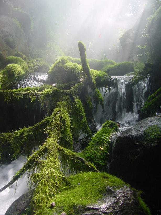 无人,竖图,室外,白天,正面,旅游,度假,河流,礁石,石头,美景,水,植物,美国,阴影,光线,石子,影子,河水,景观,水流,青苔,水草,苔藓,娱乐,绿色,小溪,阳光,自然,溪水,享受,休闲,景色,放松,生长,成长,水藻,北美,北美洲,自然风光,美洲,田纳西州,北亚美利加洲,亚美利加洲,田纳西,志愿之州,礁,石块,岩石,彩图
