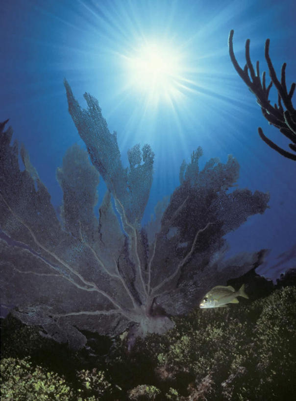 游泳,海鲜,无人,竖图,室外,白天,仰视,美景,太阳,阴影,光线,鱼,珊瑚,影子,景观,珊瑚礁,水产,鱼类,海洋生物,阳光,自然,景色,自然风光,水生动物,海产品,水生物,海底动物,海底礁,泅水,拍浮,礁,岩石,彩图,低角度拍摄,全身