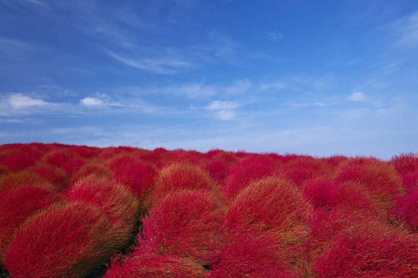 无人,横图,室外,白天,正面,旅游,度假,花海,花圃,美景,植物,叶子,阴影,盛开,光线,影子,景观,云,云朵,花蕾,云彩,娱乐,花,花瓣,花朵,花卉,鲜花,红色,蓝色,绿色,白云,蓝天,天空,阳光,自然,花丛,花束,花田,天,花苞,花蕊,享受,休闲,景色,放松,晴朗,自然风光,地肤,地麦,扫帚菜,扫帚苗,晴空,彩图