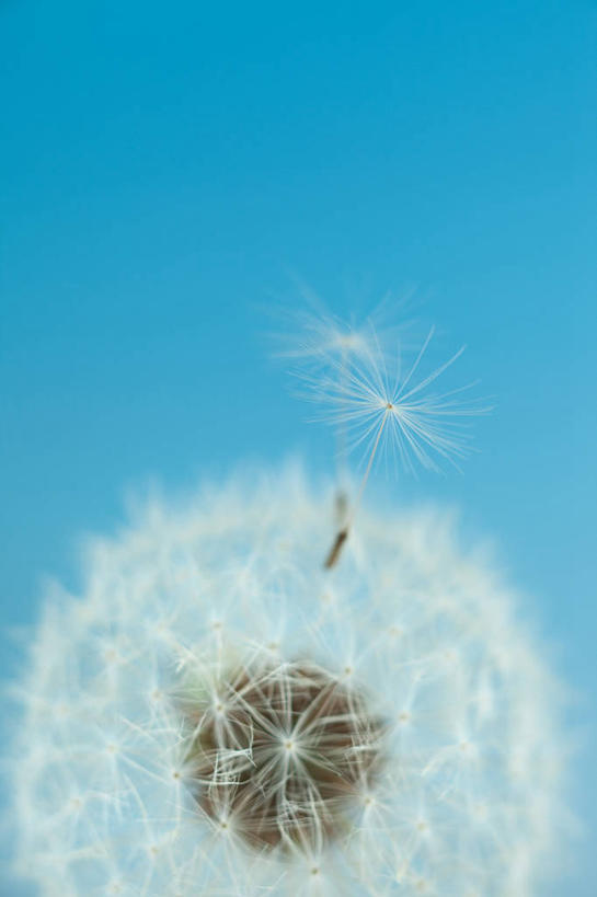 无人,竖图,室内,特写,白天,正面,爱情,蒲公英,蓝色背景,盛开,花蕾,花,花瓣,花朵,鲜花,一朵,白色,花苞,花蕊,摄影,影棚,开朗,蒲公草,尿床草,黄花地丁,彩图,影棚拍摄,拍摄