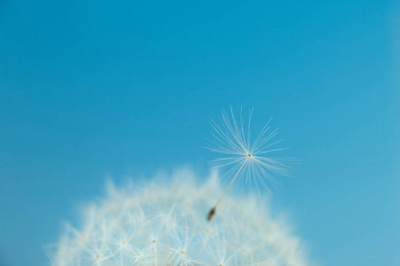 无人,横图,室内,特写,白天,正面,爱情,蒲公英,蓝色背景,盛开,花蕾,花,花瓣,花朵,鲜花,一朵,白色,花苞,花蕊,摄影,影棚,开朗,蒲公草,尿床草,黄花地丁,彩图,影棚拍摄,拍摄