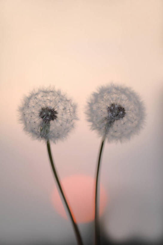 无人,竖图,室外,特写,白天,正面,爱情,美景,日落,太阳,蒲公英,阴影,朦胧,模糊,盛开,光线,影子,景观,晚霞,霞光,落日,花蕾,花,花瓣,花朵,鲜花,两朵,阳光,自然,黄昏,花苞,花蕊,景色,彩霞,自然风光,开朗,夕照,薄暮,夕阳,蒲公草,尿床草,黄花地丁,彩图,傍晚,斜阳