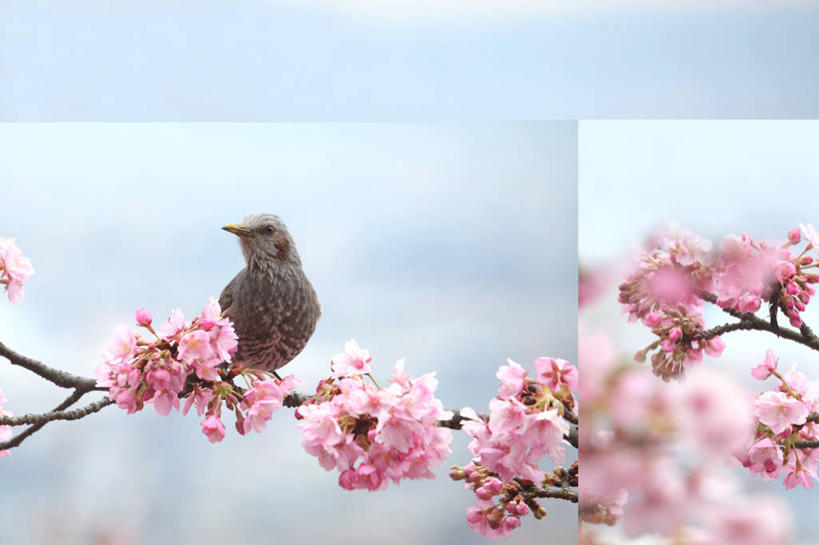 无人,横图,室外,特写,白天,正面,幸福,纯洁,美景,植物,樱花,鸟,阴影,朦胧,模糊,盛开,光线,鸟类,影子,景观,云,云朵,枝条,花蕾,云彩,扭头,注视,停留,花,花瓣,花朵,鲜花,树,树木,树枝,一只,粉色,蓝色,绿色,白云,蓝天,天空,阳光,自然,天,花苞,花蕊,观察,看,转头,景色,生长,晴朗,成长,观看,等待,停止,察看,生命,关注,自然风光,仙樱花,福岛樱,青肤樱,高尚,热烈,逗留,停顿,虬枝,枝杈,晴空,荆桃,彩图,全身