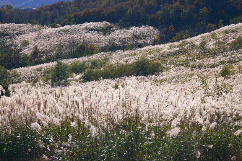 无人,横图,室外,白天,正面,旅游,度假,草地,草坪,花海,花圃,美景,山,山脉,植物,叶子,秋田县,日本,亚洲,阴影,盛开,光线,影子,景观,山峰,山峦,花蕾,娱乐,草,花,花瓣,花朵,花卉,鲜花,绿色,阳光,自然,花丛,花束,花田,群山,花苞,花蕊,享受,休闲,景色,放松,自然风光,东亚,本州,本州岛,日本国,秋田,东北地方,秋田市,县厅,彩图