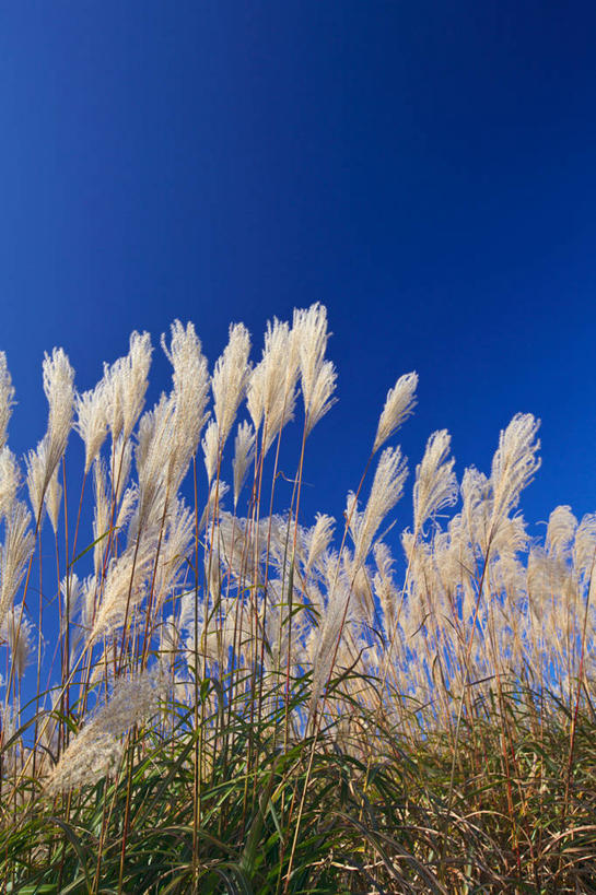 无人,竖图,室外,白天,仰视,旅游,度假,美景,秋田县,日本,亚洲,阴影,光线,影子,景观,云,云朵,芒草,云彩,娱乐,蓝色,白云,蓝天,天空,阳光,自然,天,享受,休闲,景色,放松,晴朗,自然风光,东亚,五节芒,本州,本州岛,日本国,秋田,东北地方,秋田市,县厅,管草,管芒,寒芒,晴空,彩图,低角度拍摄