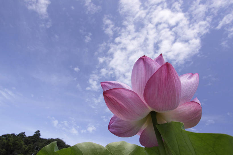 无人,横图,室外,特写,白天,仰视,纯洁,美景,莲花,叶子,许多,阴影,朦胧,模糊,盛开,光线,影子,景观,云,云朵,荷叶,很多,花蕾,云彩,花,花瓣,花朵,鲜花,一朵,粉色,蓝色,绿色,白云,蓝天,天空,阳光,自然,天,花苞,花蕊,景色,晴朗,富贵,神圣,自然风光,纯净,莲叶,六月花神,正直,鞭蕖,鞭蓉,芙蕖,菡萏,荷花,六月春,藕花,水旦,水芙蓉,水华,水芸,溪客,叶,叶片,晴空,彩图,低角度拍摄