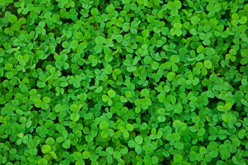 无人,横图,俯视,室外,特写,白天,幸福,草地,草坪,美景,植物,许多,阴影,朦胧,模糊,新鲜,光线,影子,景观,三叶草,很多,草,绿色,阳光,自然,景色,青春,生命,自然风光,和平,安详,车轴草,苜蓿,冷色,彩图,高角度拍摄