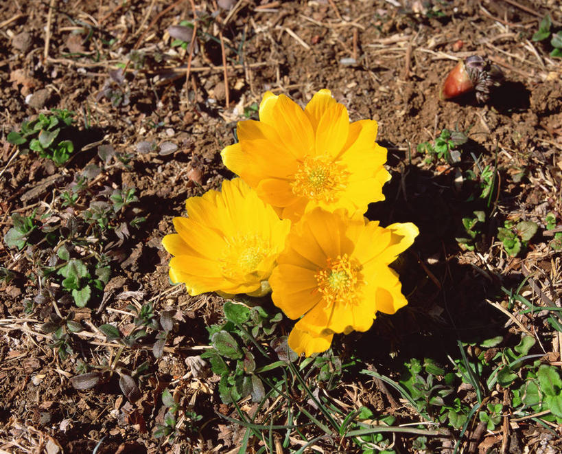 无人,横图,俯视,室外,特写,白天,幸福,花海,花圃,美景,植物,叶子,阴影,盛开,光线,影子,景观,泥土,土壤,花蕾,花,花瓣,花朵,花卉,鲜花,黄色,绿色,阳光,自然,花丛,花束,花田,花苞,花蕊,景色,吉祥,自然风光,如意,福寿草,冰里花,冰凉花,冰了花,冰凌花,冰溜花,侧金盏花,金盅花,彩图,高角度拍摄