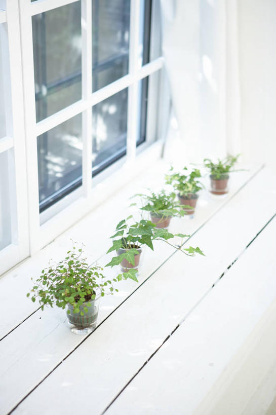 无人,竖图,俯视,室外,白天,植物,窗户,桌面,桌子,一排,许多,阴影,整齐,反射,木制,盆栽,影子,木桌,盆景,很多,玻璃窗,窗台,排列,绿色,自然,木制品,生长,成长,队列,彩图,高角度拍摄,木桌子