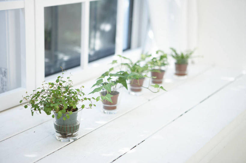 无人,横图,俯视,室外,白天,植物,窗户,桌面,桌子,一排,许多,阴影,整齐,反射,木制,盆栽,影子,木桌,盆景,很多,玻璃窗,窗台,排列,绿色,自然,木制品,生长,成长,队列,彩图,高角度拍摄,木桌子