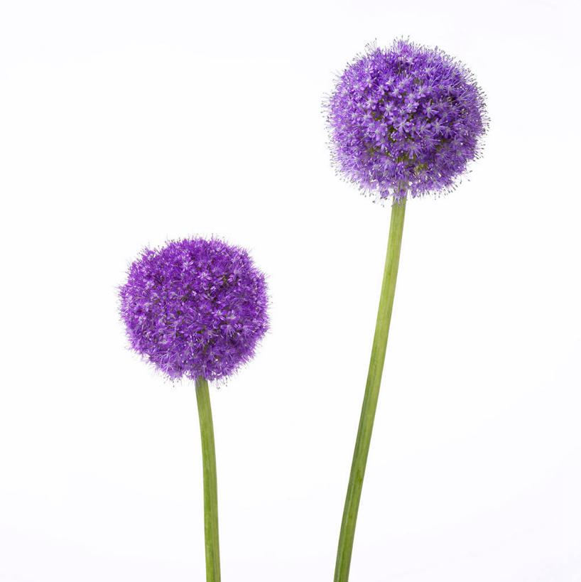 无人,竖图,室内,特写,白天,白色背景,正面,盛开,葱花,花蕾,花,花瓣,花朵,鲜花,两朵,紫色,花苞,花蕊,摄影,影棚,彩图,影棚拍摄,拍摄