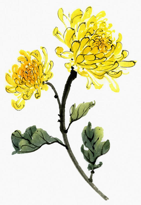 无人,竖图,插画,室内,白天,白色背景,正面,爱情,数码,科技,叶子,阴影,盛开,网络,绿叶,高光,几何,计算机图形,合成,花蕾,图画,画,花,花瓣,花朵,鲜花,两朵,黄色,绿色,白色,花苞,花蕊,嫩叶,菊花,吉祥,电脑合成图,数码合成图,合成图,漫画,写实,具体,具象,高洁,长寿,怀恋,清净,真情,寿客,秋菊,叶,叶片,彩图