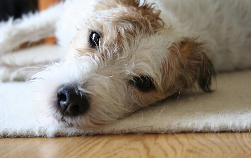 头,无人,横图,室内,特写,白天,正面,地板,地毯,宠物,狗,阴影,朦胧,模糊,装饰,编织,反射,影子,手工艺品,织物,梗犬,地面,注视,木地板,一只,动物,工艺品,观察,看,趴着,可爱,观看,华丽,修饰,点缀,察看,关注,忠诚,衬托,美观,雅致,雅观,头部,犬,趴,半身,彩图