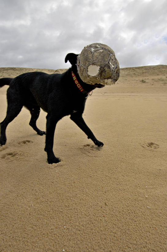 无人,站,竖图,室外,白天,侧面,旅游,度假,游戏,美景,沙滩,宠物,狗,玩具,咬,阴影,光线,沙子,影子,海岸,景观,云,云朵,沙地,玩,云彩,注视,娱乐,一只,蓝色,黑色,白云,蓝天,天空,阳光,自然,动物,天,观察,看,站着,享受,休闲,橡胶,景色,放松,可爱,益智,皮球,晴朗,观看,活动,咬着,察看,发泄,关注,消遣,智力,自然风光,橡胶制品,忠诚,宣泄,空心球,海滩,晴空,犬,玩耍,嬉戏,站立,半身,彩图