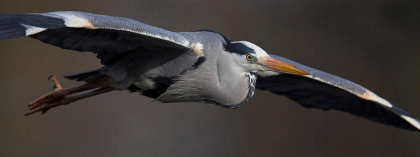 无人,横图,室外,特写,白天,正面,美景,鸟,飞翔,伸展,张开,展翅,阴影,朦胧,模糊,飞行,光线,苍鹭,翅膀,鸟类,影子,景观,翱翔,注视,飞,一只,阳光,自然,观察,看,景色,观看,察看,关注,自然风光,张开翅膀,灰鹳,展开翅膀,半身,彩图