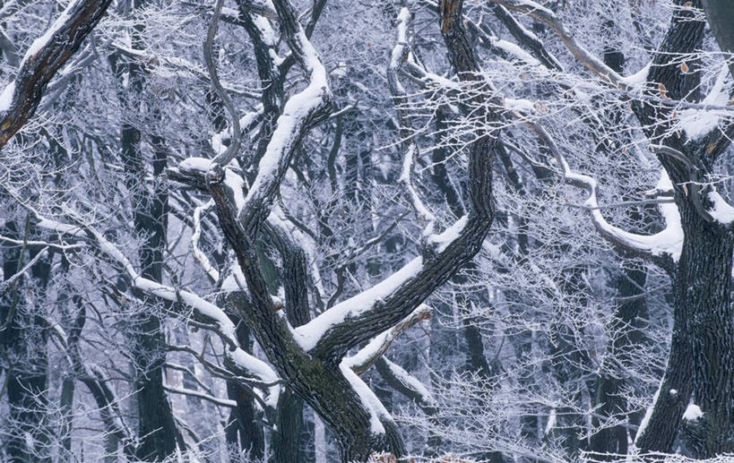 无人,横图,室外,白天,正面,旅游,度假,美景,雪,大雪,奥地利,欧洲,维也纳,阴影,反射,影子,积雪,景观,雪景,冬季,冬天,枝条,首都,娱乐,树枝,自然,享受,休闲,景色,放松,寒冷,自然风光,中欧,严寒,奥地利共和国,虬枝,枝杈,彩图,维也纳森林