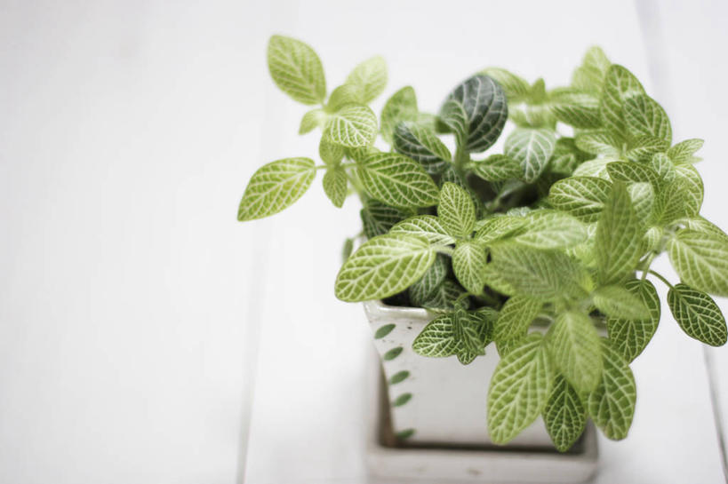 无人,横图,俯视,室外,特写,白天,植物,叶子,阴影,反射,盆栽,影子,绿叶,草药,药草,盆景,中药,绿色,自然,嫩叶,生长,成长,药材,中草药,中药材,本草,爵床,叶,叶片,彩图,高角度拍摄