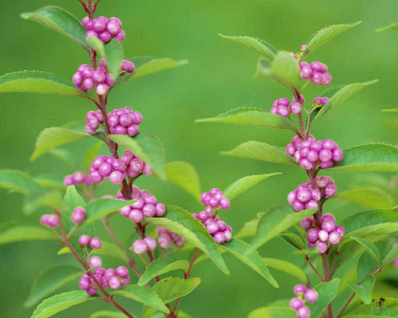 无人,横图,室外,特写,白天,正面,花海,花圃,美景,植物,叶子,阴影,朦胧,模糊,盛开,光线,纹理,影子,景观,绿叶,花蕾,花,花瓣,花朵,花卉,鲜花,绿色,阳光,自然,花丛,花束,花田,花苞,花蕊,嫩叶,景色,自然风光,肌理,白棠子树,紫珠,叶,叶片,叶脉,彩图