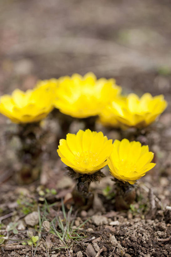 无人,竖图,俯视,室外,特写,白天,幸福,美景,五朵,阴影,朦胧,模糊,盛开,光线,影子,景观,花蕾,花,花瓣,花朵,鲜花,黄色,阳光,自然,花苞,花蕊,景色,吉祥,自然风光,如意,福寿草,冰里花,冰凉花,冰了花,冰凌花,冰溜花,侧金盏花,金盅花,彩图,高角度拍摄