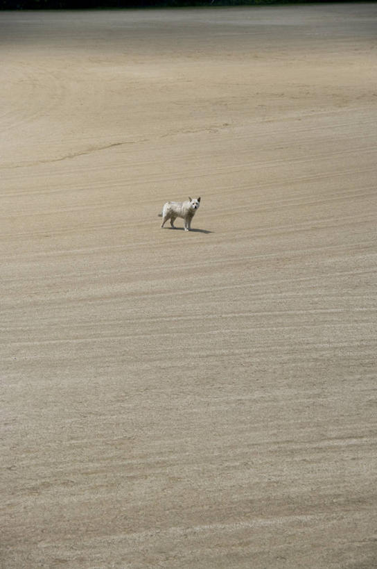 无人,站,竖图,室外,白天,侧面,旅游,度假,草地,草原,草坪,美景,植物,宠物,狗,日本,亚洲,阴影,枯萎,光线,影子,荒野,景观,旷野,热带,扭头,注视,娱乐,草,一只,阳光,自然,动物,观察,看,站着,转头,享受,休闲,景色,放松,可爱,观看,死亡,察看,关注,自然风光,原野,荒原,东亚,忠诚,本州,茨城,茨城县,关东地方,本州岛,日本国,笠间,笠间市,枯败,犬,站立,彩图,全身